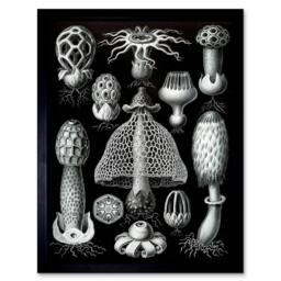 "Artery8 Nature Ernst Haeckel Gus Mushroom Toadstool Biology Germany Framed Art in Black - Size: W12"" x H16""" - thumbnail 1