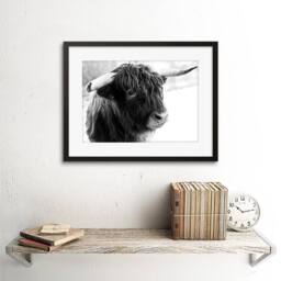 "Artery8 Photo Composition Animal Livestock Highland Cow Bull Framed Art Print in Grey - Size: W12"" x H16""" - thumbnail 2