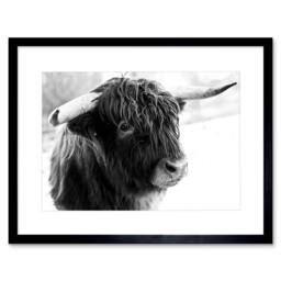 "Artery8 Photo Composition Animal Livestock Highland Cow Bull Framed Art Print in Grey - Size: W12"" x H16""" - thumbnail 1
