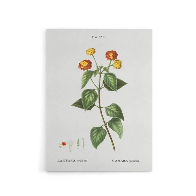 "Artery8 Lantana Plant Botanical Redoute Vintage Canvas Wall Art in White - Size: W18"" x H24""" - image 1