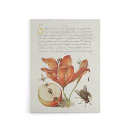 "Artery8 Insects Orange Lily & Apple Calligraphy Canvas Wall Art Print in White - Size: W12"" x H16""" - thumbnail 1
