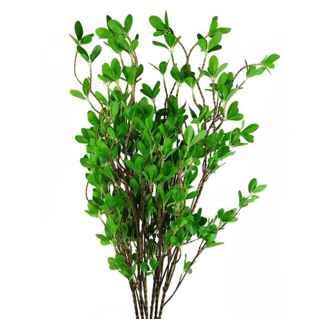 Leaf Pack of 6 x 100cm Mini Ficus Stem in Green - Size: 6 x 100 cm - image 1