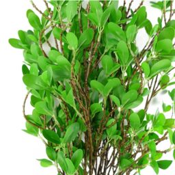 Leaf Pack of 6 x 100cm Mini Ficus Stem in Green - Size: 6 x 100 cm - thumbnail 8