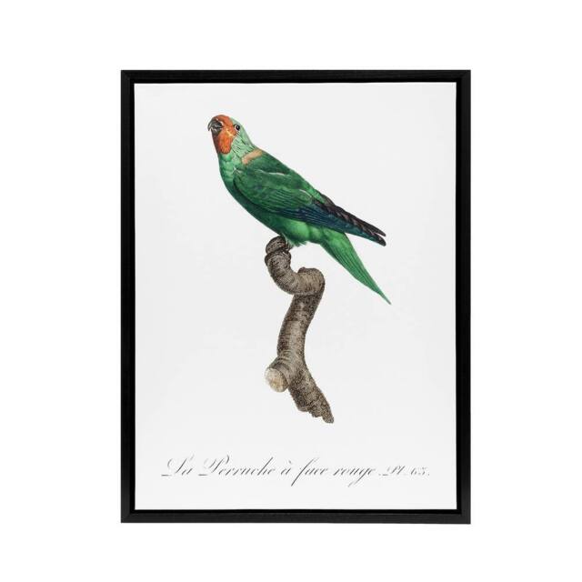 "Artery8 The Red Faced Parrot Francois Levaillant Framed Canvas Wall Art Print in White - Size: W24"" x H32""" - image 1