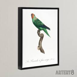 "Artery8 The Red Faced Parrot Francois Levaillant Framed Canvas Wall Art Print in White - Size: W24"" x H32""" - thumbnail 2