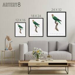 "Artery8 The Red Faced Parrot Francois Levaillant Framed Canvas Wall Art Print in White - Size: W24"" x H32""" - thumbnail 4
