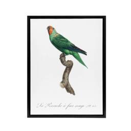 "Artery8 The Red Faced Parrot Francois Levaillant Framed Canvas Wall Art Print in White - Size: W24"" x H32""" - thumbnail 1
