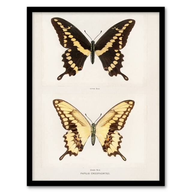 Artery8 Sherman Denton Framed Wall Art Print Giant Swallowtail Butterfly in White - Size: A4 - image 1