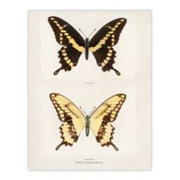 Artery8 Sherman Denton Framed Wall Art Print Giant Swallowtail Butterfly in White - Size: A4 - thumbnail 3