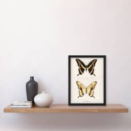Artery8 Sherman Denton Framed Wall Art Print Giant Swallowtail Butterfly in White - Size: A4 - thumbnail 2