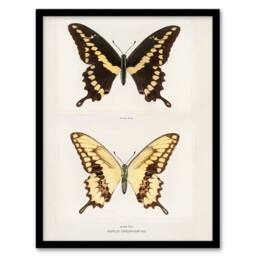 Artery8 Sherman Denton Framed Wall Art Print Giant Swallowtail Butterfly in White - Size: A4 - thumbnail 1