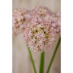 Sostter Lilac Giant Allium Stem for Fabulous Floral Flair - thumbnail 5