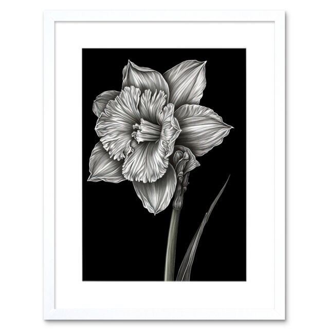 "Artery8 Wall Art Print Daffodil Flower Black & White Pencil Drawing Artwork Framed 9X7 Inch - Size: W7"" x H9""" - image 1