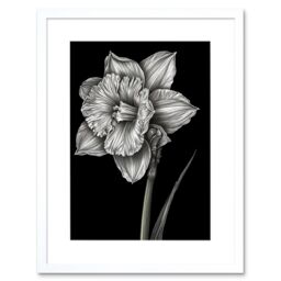 "Artery8 Wall Art Print Daffodil Flower Black & White Pencil Drawing Artwork Framed 9X7 Inch - Size: W7"" x H9""" - thumbnail 1