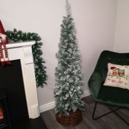 Samuel Alexander 5.5ft (1.7m) Premier Snow Flocked Spruce Pine Slim Christmas Tree in Green - thumbnail 1