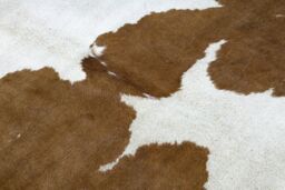 RugsX Cow Hide Rug in White - Size: 155 cm x 195 cm - thumbnail 5