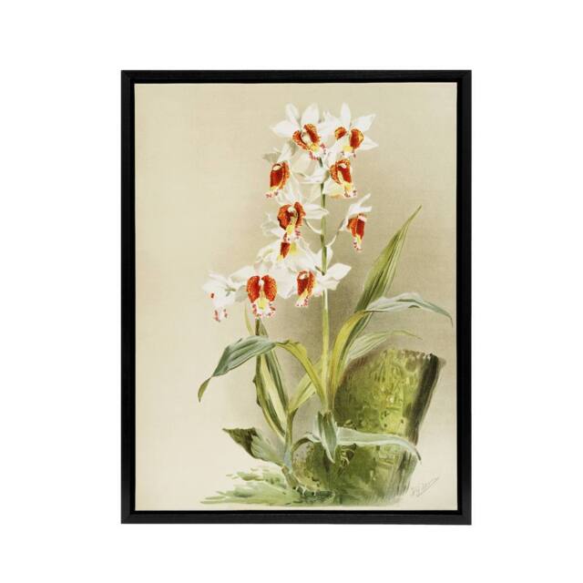 "Artery8 Frederick Sander Madagascar Swamp Orchid Flowers Framed Canvas Art - Size: W12"" x H16""" - image 1