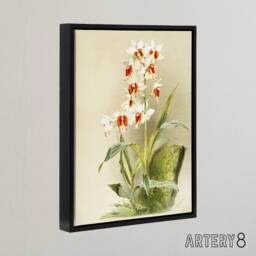"Artery8 Frederick Sander Madagascar Swamp Orchid Flowers Framed Canvas Art - Size: W12"" x H16""" - thumbnail 2