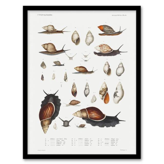 Artery8 Augustus A Gould Snail Varieties Vintage Illustration Framed Art Print in White - Size: A4 - image 1