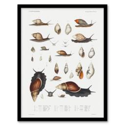 Artery8 Augustus A Gould Snail Varieties Vintage Illustration Framed Art Print in White - Size: A4 - thumbnail 1