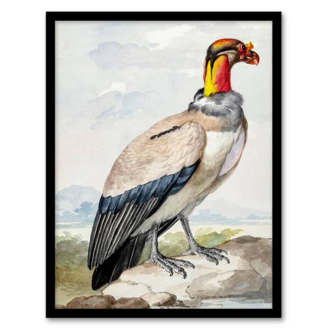 Artery8 Aert Schouman Framed Wall Art King Vulture Bird Vintage Watercolour - Size: A4 - image 1