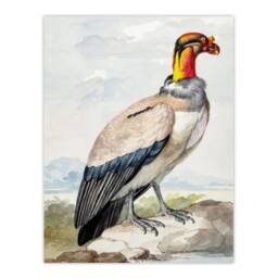 Artery8 Aert Schouman Framed Wall Art King Vulture Bird Vintage Watercolour - Size: A4 - thumbnail 3