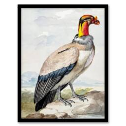 Artery8 Aert Schouman Framed Wall Art King Vulture Bird Vintage Watercolour - Size: A4 - thumbnail 1