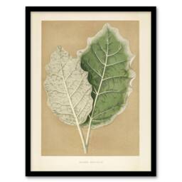 "Artery8 White Margined Nightshade Leaves Fawcett Framed Wall Art Print in Beige - Size: W12"" x H16""" - thumbnail 1