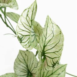 Leaf Artificial 30cm Trailing Plant Realistic Variegated Potted Alocasia in Green - thumbnail 3