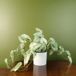 Leaf Artificial 30cm Trailing Plant Realistic Variegated Potted Alocasia in Green - thumbnail 1