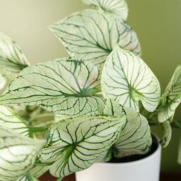 Leaf Artificial 30cm Trailing Plant Realistic Variegated Potted Alocasia in Green - thumbnail 2