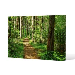 Benjamin Tate Design Woodland path (Canvas Print) / 61 x 91 x 4cm in Natural - Size: 61 x 91 x 4 cm - thumbnail 1