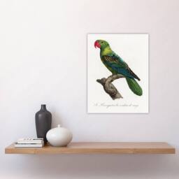 "Artery8 The Great Billed Parrot Francois Levaillant Wall Art Poster Print in White - Size: W12"" x H16""" - thumbnail 4