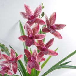 Leaf 50cm Large Dark Pink Artificial Orchid in Ceramic Planter - thumbnail 3