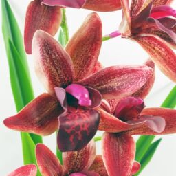 Leaf 50cm Large Dark Pink Artificial Orchid in Ceramic Planter - thumbnail 2