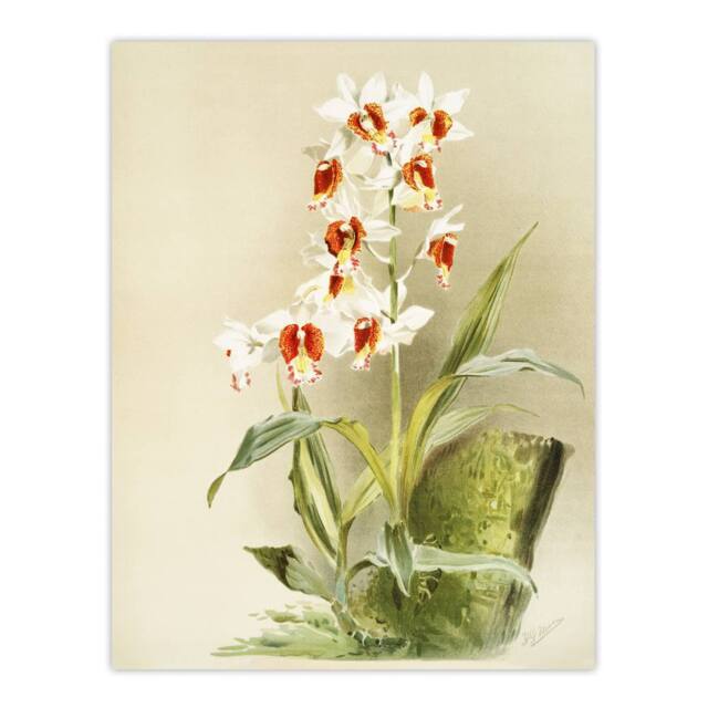 "Artery8 Frederick Sander Madagascar Swamp Orchid Flowers Wall Art Print - Size: W12"" x H16""" - image 1