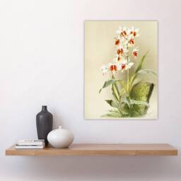 "Artery8 Frederick Sander Madagascar Swamp Orchid Flowers Wall Art Print - Size: W12"" x H16""" - thumbnail 4