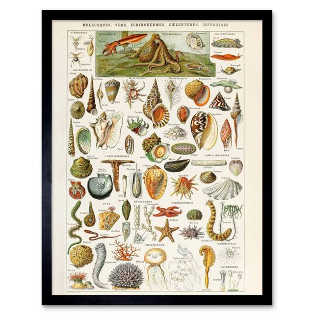 "Artery8 Millot Encyclopedia Page Shells Molluscs 12x16"" Framed Wall Art Print - Size: W12"" x H16""" - image 1