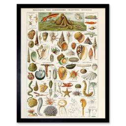 "Artery8 Millot Encyclopedia Page Shells Molluscs 12x16"" Framed Wall Art Print - Size: W12"" x H16""" - thumbnail 1