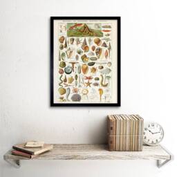 "Artery8 Millot Encyclopedia Page Shells Molluscs 12x16"" Framed Wall Art Print - Size: W12"" x H16""" - thumbnail 2