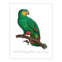Artery8 Francois Levaillant Framed Wall Art The Orange Winged Amazon Parrot in White - Size: A4 - thumbnail 3