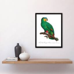 Artery8 Francois Levaillant Framed Wall Art The Orange Winged Amazon Parrot in White - Size: A4 - thumbnail 2
