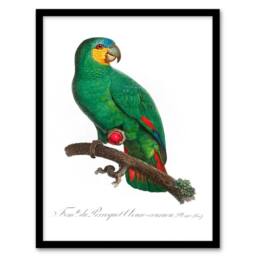Artery8 Francois Levaillant Framed Wall Art The Orange Winged Amazon Parrot in White - Size: A4 - thumbnail 1