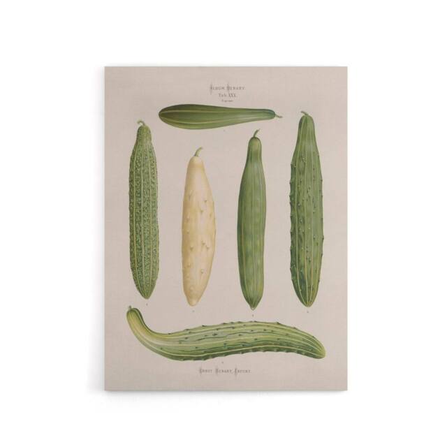 "Artery8 Frame Cucumbers Kitchen Decor Ernst Benary Canvas Wall Art Print in White - Size: W12"" x H16""" - image 1