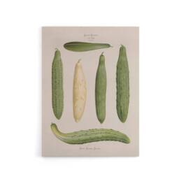 "Artery8 Frame Cucumbers Kitchen Decor Ernst Benary Canvas Wall Art Print in White - Size: W12"" x H16""" - thumbnail 1