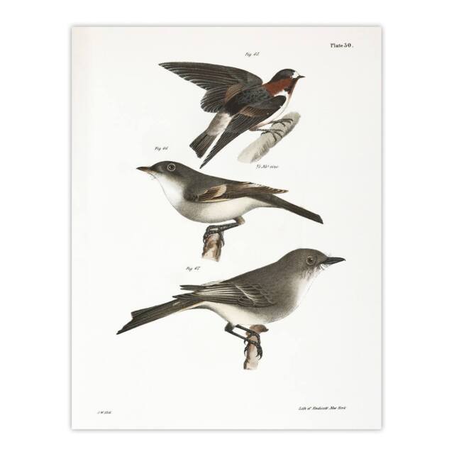 "Artery8 James De Kay Cliff Swallow Flycatcher & Sayornis Wall Art Print in White - Size: W12"" x H16""" - image 1