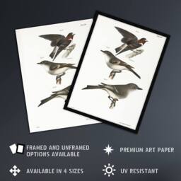 "Artery8 James De Kay Cliff Swallow Flycatcher & Sayornis Wall Art Print in White - Size: W12"" x H16""" - thumbnail 2