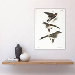 "Artery8 James De Kay Cliff Swallow Flycatcher & Sayornis Wall Art Print in White - Size: W12"" x H16""" - thumbnail 4
