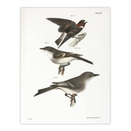 "Artery8 James De Kay Cliff Swallow Flycatcher & Sayornis Wall Art Print in White - Size: W12"" x H16""" - thumbnail 1