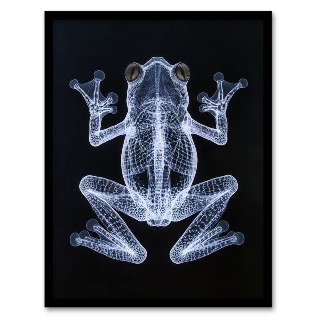 Artery8 Frog Detailed Dark Luminescent Xray Effect Framed Art Print in Black - Size: A4 - image 1